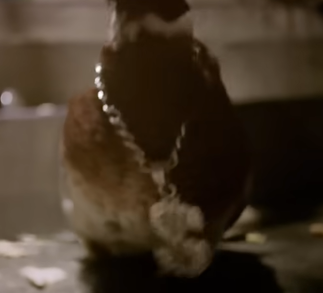 Pagos el patito del parque